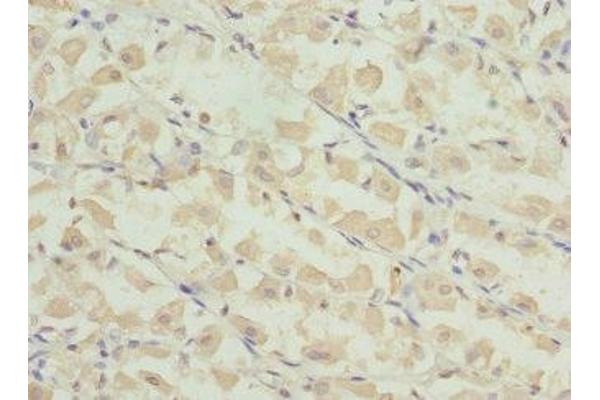 PRICKLE2 antibody  (AA 615-844)