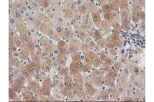 Image no. 1 for anti-Synaptosomal-Associated Protein, 25kDa (SNAP25) antibody (ABIN1501017) (SNAP25 antibody)