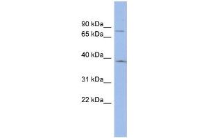 WB Suggested Anti-ZNF300 Antibody Titration:  0. (ZNF300 antibody  (N-Term))
