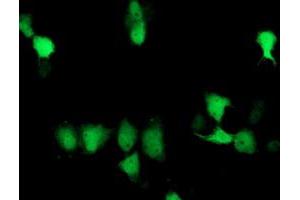 Immunofluorescence (IF) image for anti-Suppressor of Cytokine Signaling 3 (SOCS3) antibody (ABIN1501058) (SOCS3 antibody)