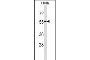 STAU1 Antibody (N-term) (ABIN1539241 and ABIN2850235) western blot analysis in Hela cell line lysates (35 μg/lane).