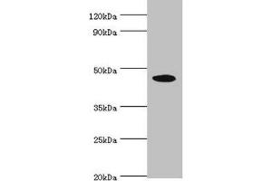 Western blot All lanes: STK32A antibody at 5 μg/mL + HepG2 whole cell lysate Secondary Goat polyclonal to rabbit IgG at 1/10000 dilution Predicted band size: 47, 20, 42 kDa Observed band size: 47 kDa (STK32A antibody  (AA 1-166))