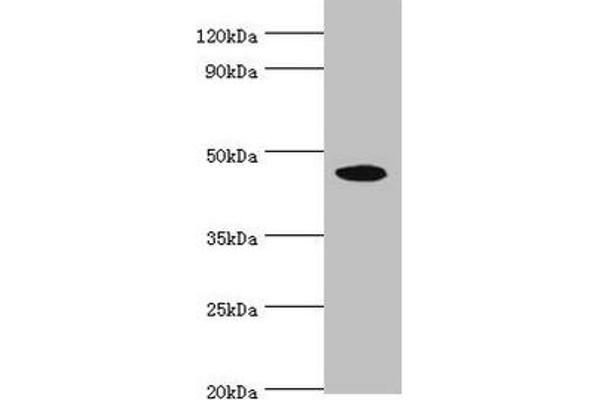 STK32A 抗体  (AA 1-166)