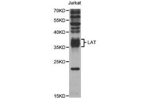 Western blot analysis of extracts of Jurkat cells, using LAT antibody (ABIN5973295) at 1/1000 dilution. (LAT antibody)