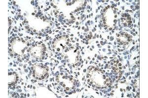 Image no. 1 for anti-Heterogeneous Nuclear Ribonucleoprotein A/B (HNRNPAB) (C-Term) antibody (ABIN203059) (HNRNPAB antibody  (C-Term))