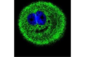 Immunofluorescence (IF) image for anti-Myosin VI (MYO6) antibody (ABIN5015885) (Myosin VI antibody)