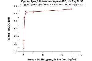 ELISA image for Tumor Necrosis Factor Receptor Superfamily, Member 9 (TNFRSF9) (AA 24-186) (Active) protein (His tag) (ABIN2870585)