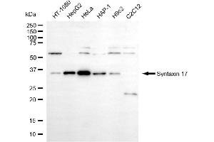 anti-Syntaxin 17 (STX17) antibody