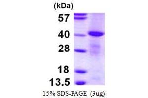 MPI Protein (AA 1-362) (His tag)