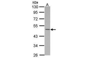 Image no. 1 for anti-Makorin Ring Finger Protein 2 (MKRN2) (AA 1-271) antibody (ABIN1499488) (MKRN2 antibody  (AA 1-271))