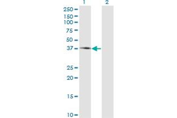 PIPOX antibody  (AA 292-384)