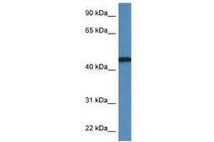 Image no. 1 for anti-RRS1 Ribosome Biogenesis Regulator (RRS1) (C-Term) antibody (ABIN6747411) (RRS1 antibody  (C-Term))