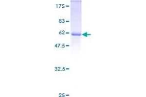 E2F6 Protein (AA 1-281) (GST tag)