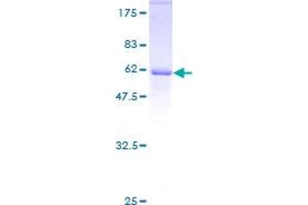 E2F6 Protein (AA 1-281) (GST tag)