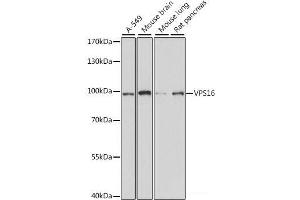 Western blot analysis of extracts of various cell lines using VPS16 Polyclonal Antibody at dilution of 1:1000. (VPS16 antibody)