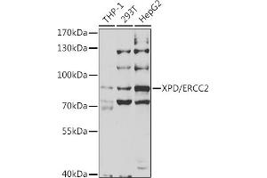 Western blot analysis of extracts of various cell lines, using XPD/XPD/ERCC2 antibody (ABIN6130301, ABIN6140265, ABIN6140266 and ABIN6221277) at 1:1000 dilution. (ERCC2 antibody  (AA 1-300))