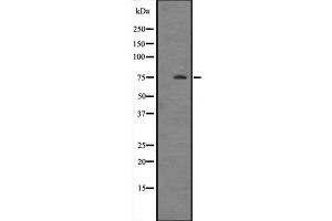 Western blot analysis of HSPA12A expression in Mouse brain tissue lysate ,The lane on the left is treated with the antigen-specific peptide. (HSPA12A antibody  (N-Term))