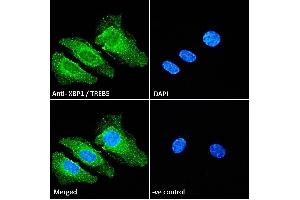 ABIN263217 Immunofluorescence analysis of paraformaldehyde fixed HeLa cells, permeabilized with 0.