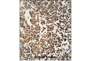 GTSF1 antibody (Center) (ABIN654529 and ABIN2844248) immunohistochemistry analysis in formalin fixed and paraffin embedded human lymph tissue followed by peroxidase conjugation of the secondary antibody and DAB staining. (GTSF1 antibody  (AA 37-66))