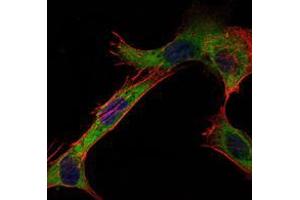 Immunofluorescence analysis of NIH/3T3 cells using HK1 mouse mAb (green). (Hexokinase 1 antibody)