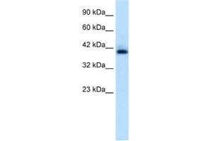 Western Blotting (WB) image for anti-Hexamethylene Bis-Acetamide Inducible 1 (HEXIM1) antibody (ABIN2460946)