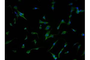 Immunofluorescence staining of U87 cells with ABIN7166529 at 1:500, counter-stained with DAPI. (PCDHb7 antibody  (AA 463-682))