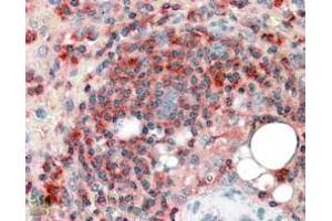 ABIN184748 (3. (ARPC2 antibody  (C-Term))