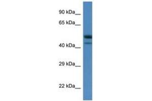 Image no. 1 for anti-SH3-Binding Domain Kinase 1 (SBK1) (C-Term) antibody (ABIN6746290) (SBK1 antibody  (C-Term))