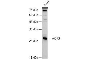 Western blot analysis of extracts of 293T cells, using  antibody (ABIN7265652) at 1:1000 dilution. (AQP2 antibody  (AA 147-271))