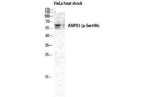Western Blotting (WB) image for anti-Protein Kinase, AMP-Activated, alpha 1 Catalytic Subunit (PRKAA1) (pSer496) antibody (ABIN6283991) (PRKAA1 antibody  (pSer496))