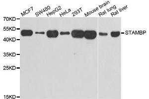 Western blot analysis of extracts of various cell lines, using STAMBP antibody (ABIN5974250) at 1/1000 dilution.