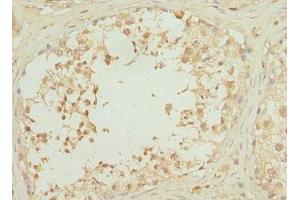 Immunohistochemistry of paraffin-embedded human testis tissue using ABIN7168204 at dilution of 1:100 (RPS6KL1 antibody  (AA 1-130))