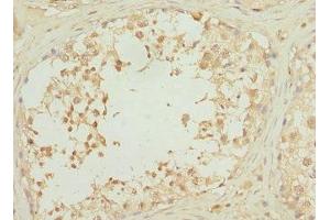 Immunohistochemistry of paraffin-embedded human testis tissue using ABIN7168204 at dilution of 1:100