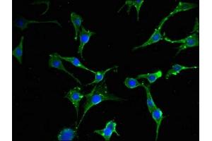 Immunofluorescent analysis of MCF-7 cells using ABIN7152131 at dilution of 1:100 and Alexa Fluor 488-congugated AffiniPure Goat Anti-Rabbit IgG(H+L) (EIF2S1 antibody  (AA 276-315))