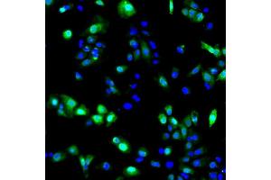Figure 2. (CDNF antibody)