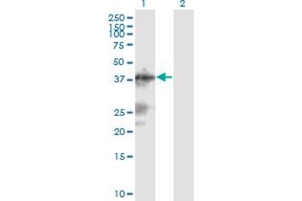 LACC1 antibody  (AA 1-430)