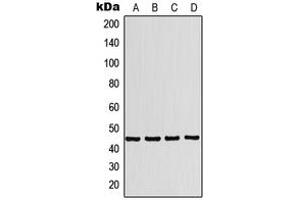 Western blot analysis of P2X1 expression in K562 (A), A549 (B), SP2/0 (C), PC12 (D) whole cell lysates. (P2RX1 antibody  (Center))