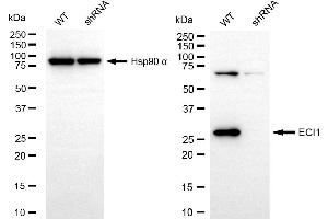 Western blotting analysis using ECI1 antibody (ABIN7798453). (Recombinant DCI antibody)