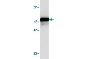 Western blot analysis in FKBP11 recombinant protein with FKBP11 monoclonal antibody, clone 1213s  at 1 : 1000 dilution. (FKBP11 antibody  (AA 28-201))
