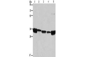 Western Blotting (WB) image for anti-ELAV (Embryonic Lethal, Abnormal Vision, Drosophila)-Like 1 (Hu Antigen R) (ELAVL1) antibody (ABIN2421533)