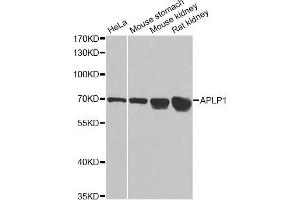 Western blot analysis of extracts of various cell lines, using APLP1 antibody (ABIN1871026) at 1:1000 dilution. (APLP1 antibody)