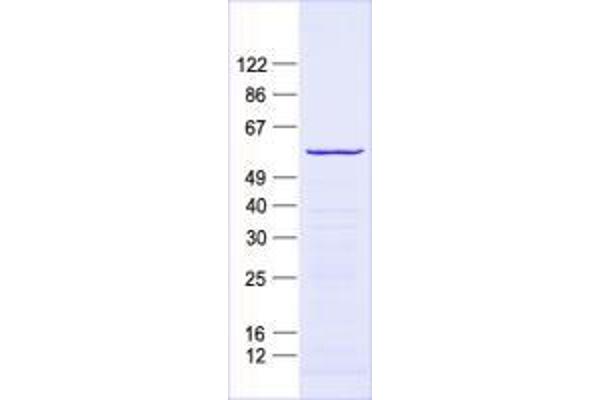 ZNF500 Protein (His tag)