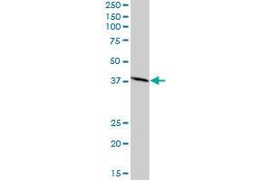 NIF3L1 MaxPab polyclonal antibody. (NIF3L1 antibody  (AA 1-350))