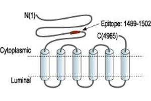 Representative domain view of the target of ABIN7885375.