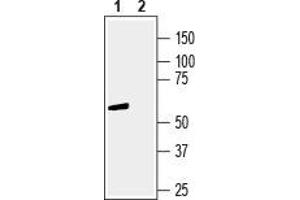 GPR83 antibody  (Extracellular, N-Term)