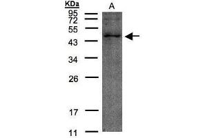 WB Image Sample(30 μg of whole cell lysate) A:HeLa S3, 12% SDS PAGE antibody diluted at 1:200