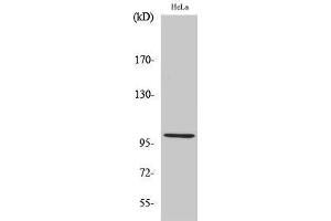 Western Blotting (WB) image for anti-Heat Shock 105kDa/110kDa Protein 1 (HSPH1) (C-Term) antibody (ABIN3180115) (HSPH1 antibody  (C-Term))