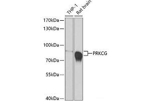 Western blot analysis of extracts of various cell lines using PRKCG Polyclonal Antibody at dilution of 1:500. (PKC gamma antibody)