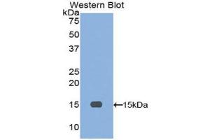 Western Blotting (WB) image for anti-Inhibin, beta A (INHBA) (AA 309-424) antibody (ABIN1078187) (INHBA antibody  (AA 309-424))