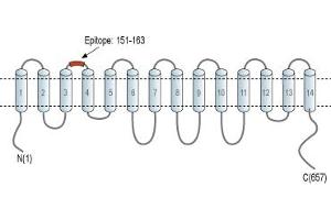 Representative domain view of the target of ABIN7043749.